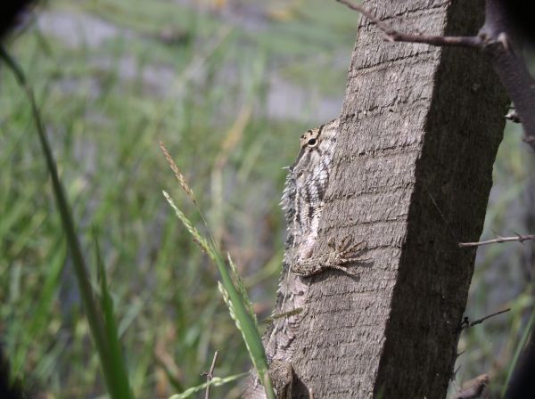 Lezard  